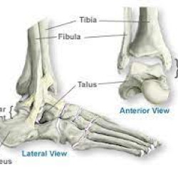 Ankle Anatomy