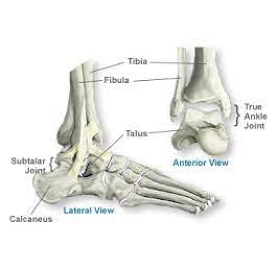 Ankle Anatomy